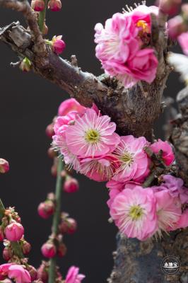 中山公园花展