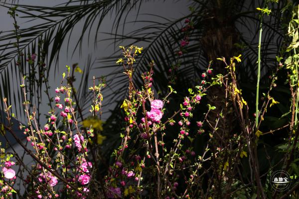 中山公园花展