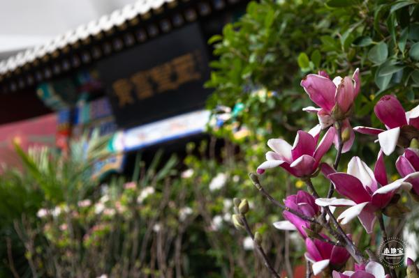 中山公园花展
