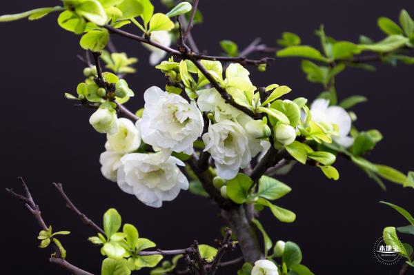 中山公园花展