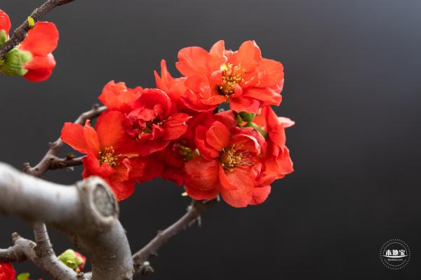 中山公园花展