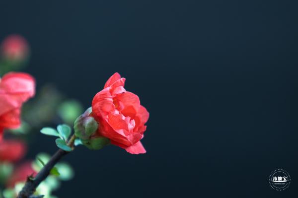 中山公园花展