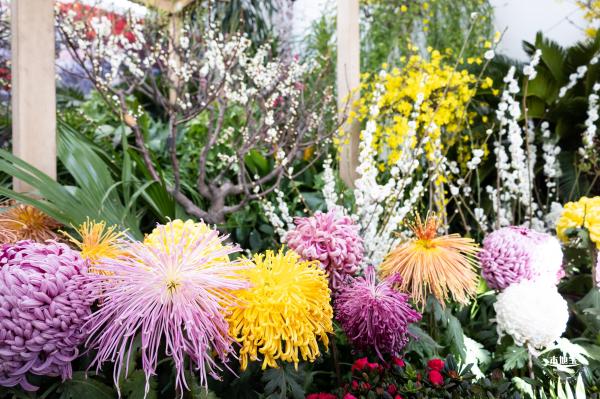中山公园花展