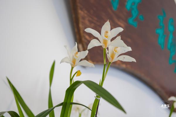 中山公园花展