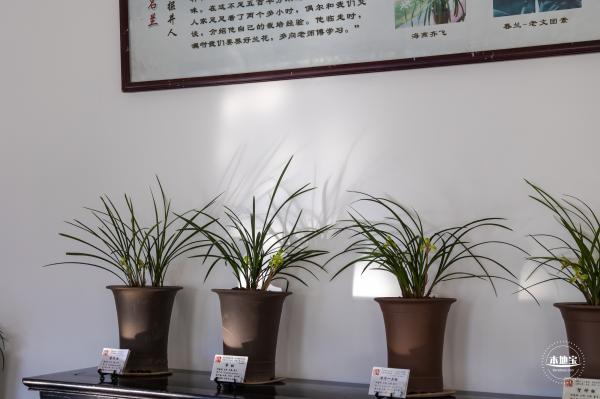 中山公园花展