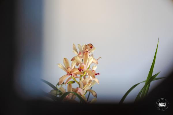 中山公园花展