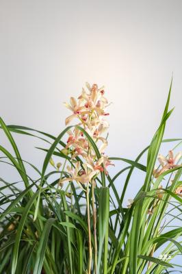 中山公园花展