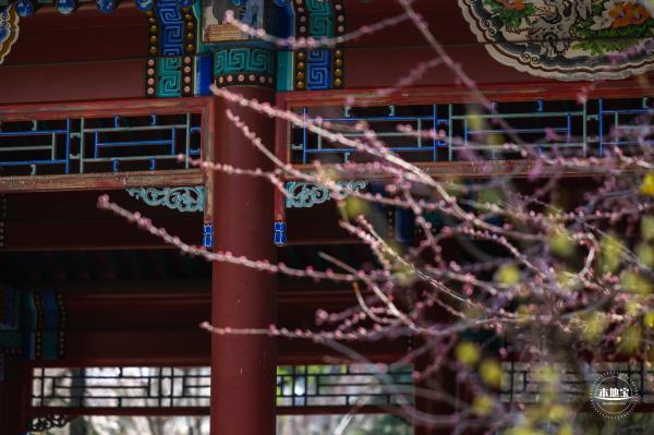 月坛公园腊梅