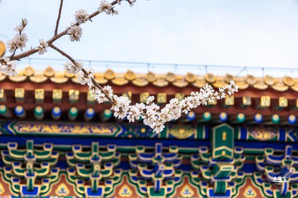 北海公园桃花