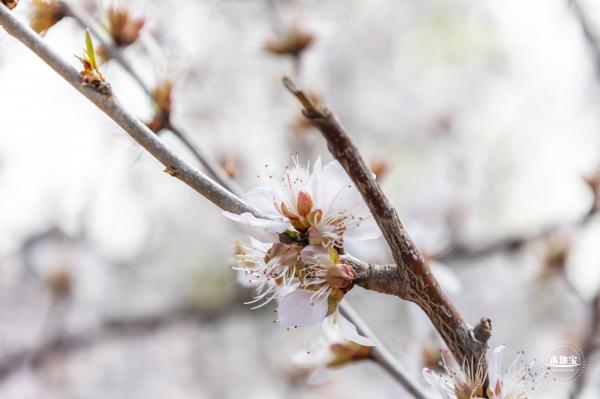 北海公园桃花