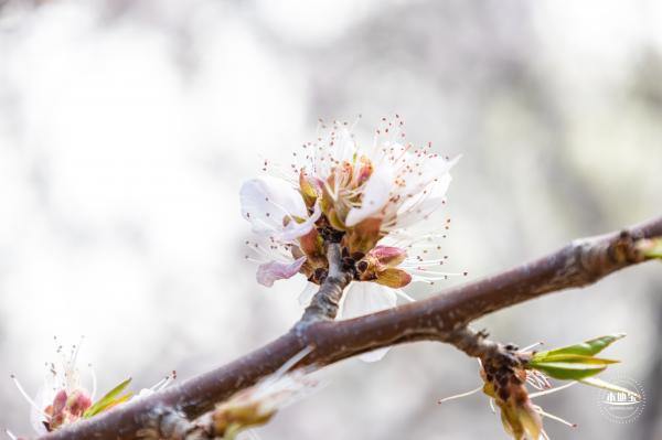 北海公园桃花