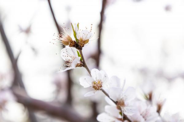 北海公园桃花