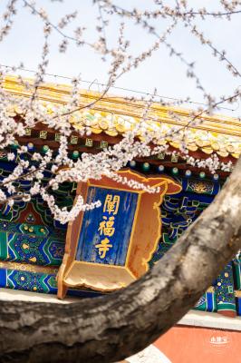 北海公园桃花