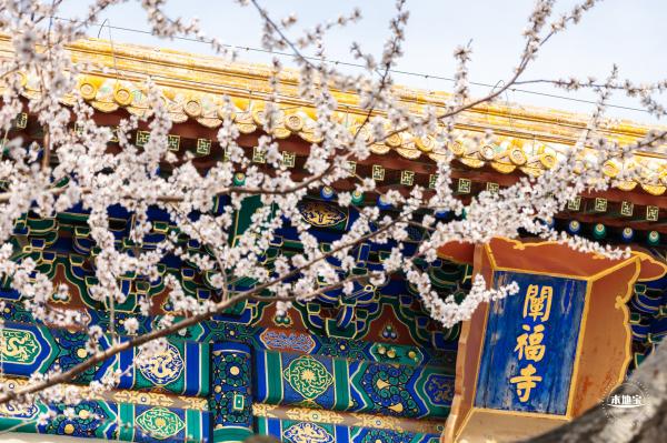 北海公园桃花