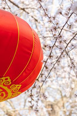 北海公园桃花