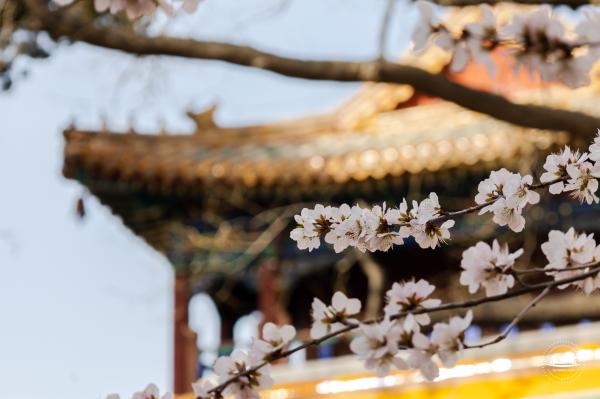 北海公园桃花