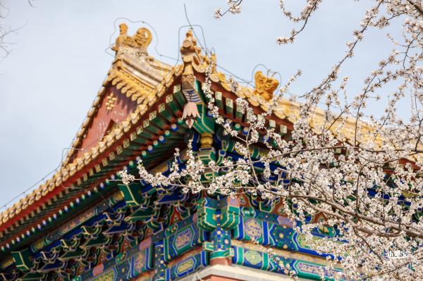 北海公园桃花