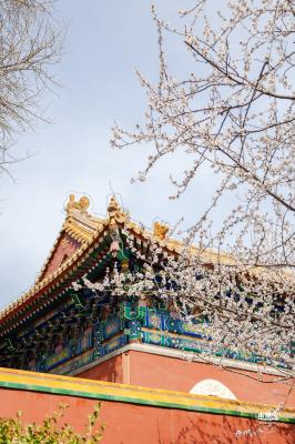 北海公园桃花