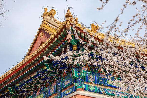 北海公园桃花