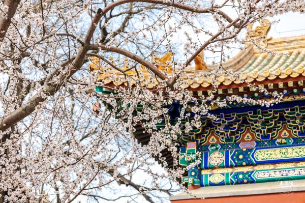 北海公园桃花