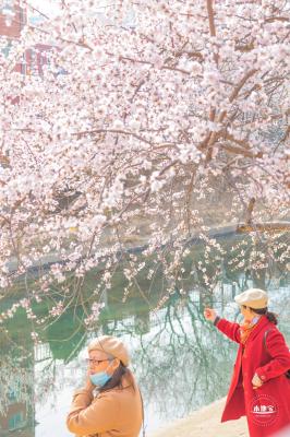 十里堡桃花