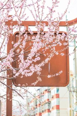 十里堡桃花