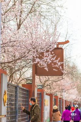 十里堡桃花