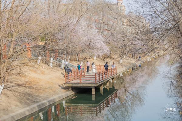 十里堡桃花