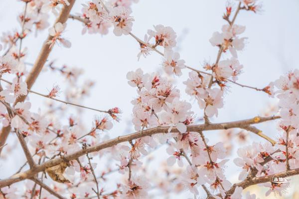 十里堡桃花