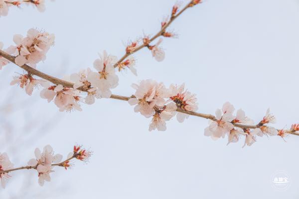 十里堡桃花