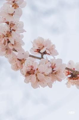 十里堡桃花