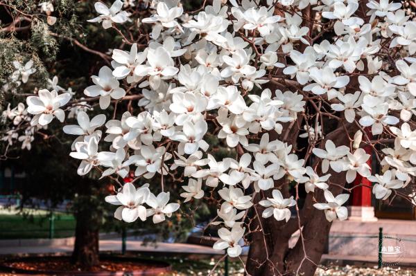 中山公园玉兰花