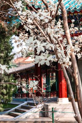 中山公园玉兰花