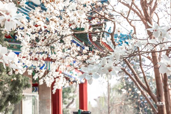 中山公园玉兰花