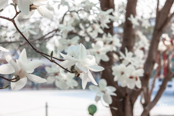 中山公园玉兰花