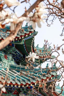 中山公园玉兰花