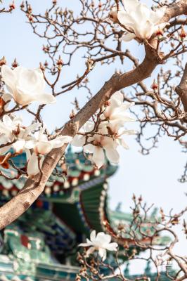 中山公园玉兰花