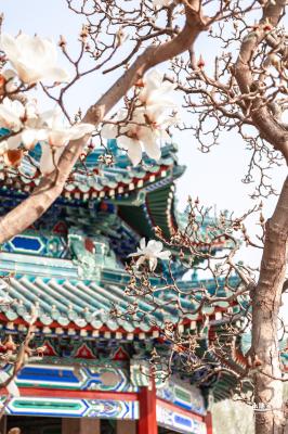 中山公园玉兰花