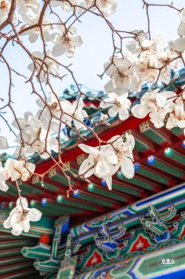 中山公园玉兰花