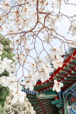 中山公园玉兰花