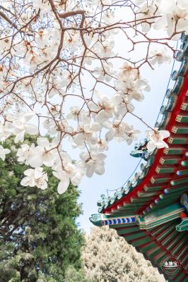 中山公园玉兰花