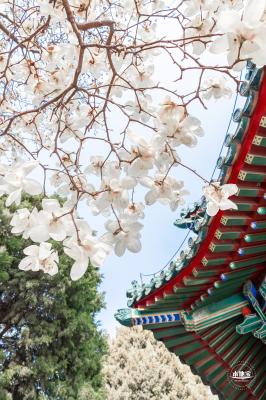 中山公园玉兰花