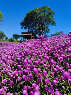 桂湾公园千日红