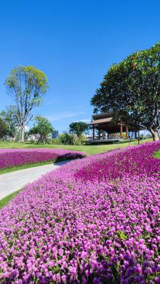 桂湾公园千日红