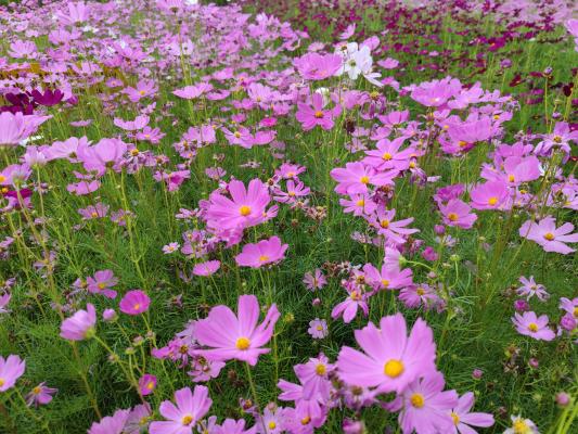 甘坑都市田园 格桑花