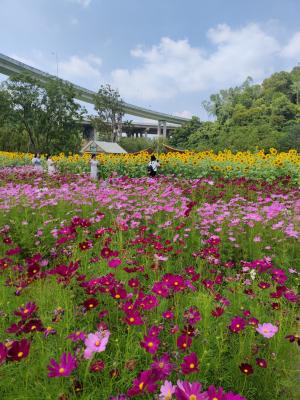 甘坑都市田园-格桑花