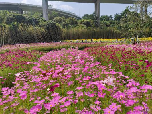 甘坑都市田园-格桑花