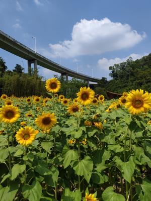 甘坑都市田园-向日葵