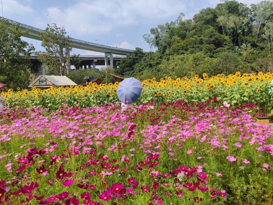 甘坑都市田园-格桑花