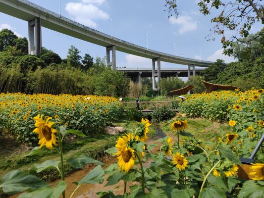 甘坑都市田园-向日葵